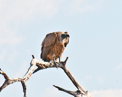 GEO_0343.1.vulture